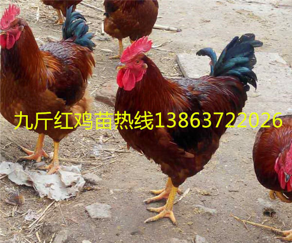 紅玉雞苗圖片/紅玉雞苗樣板圖 (3)