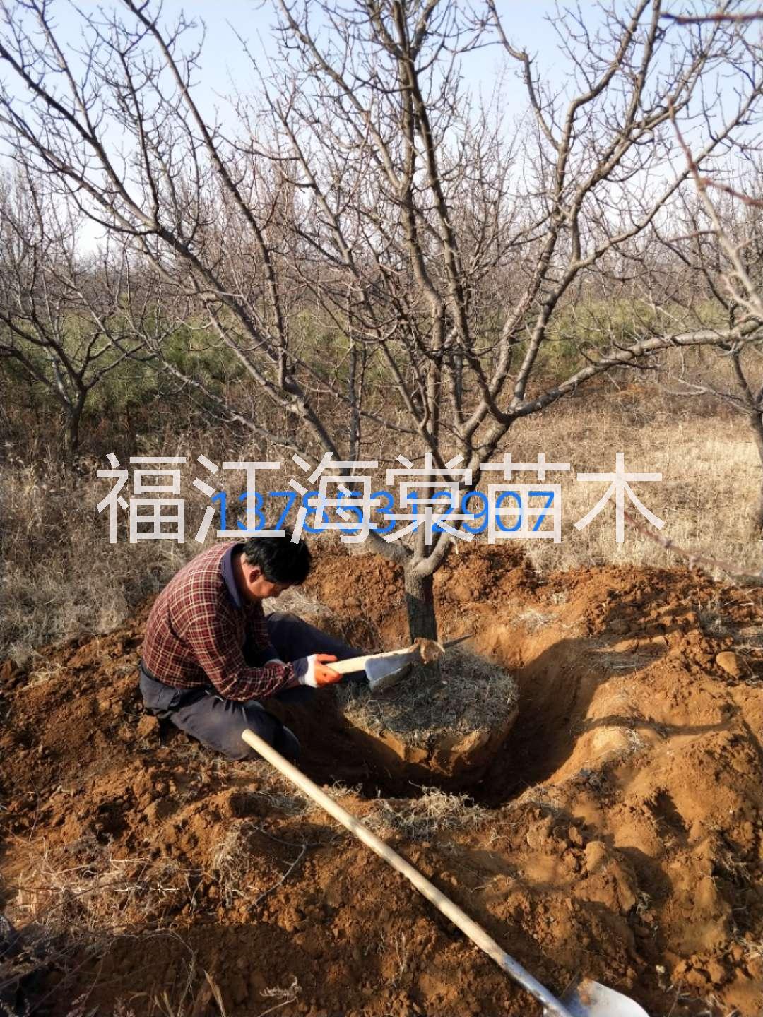 楊樹圖片/楊樹樣板圖 (3)