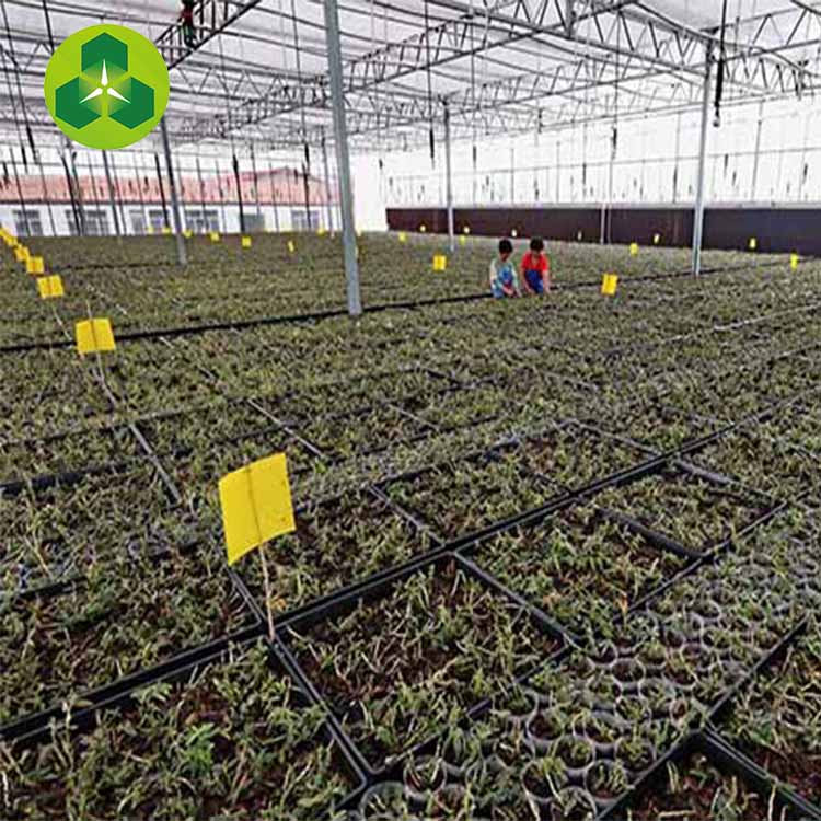 鐵皮石斛種植圖片/鐵皮石斛種植樣板圖 (1)