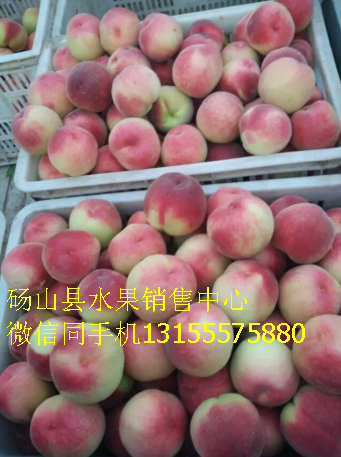 碭山縣突圍毛桃批發(fā)價格圖片