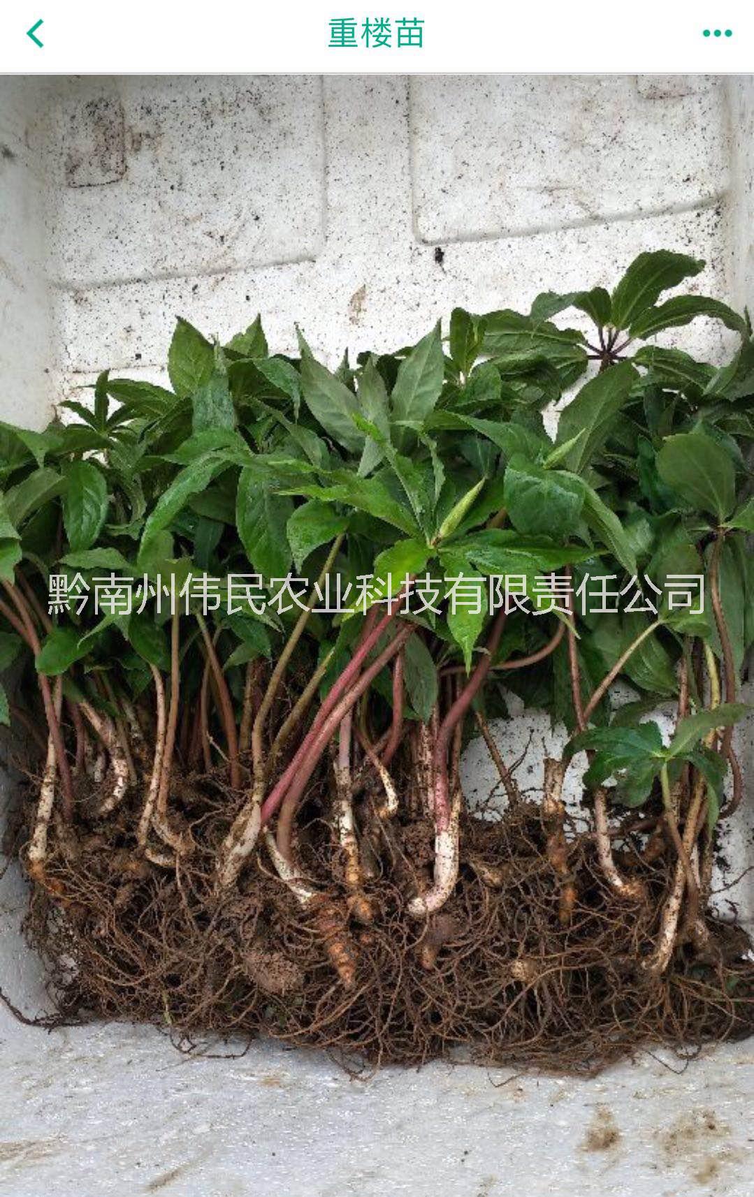 重樓苗圖片/重樓苗樣板圖 (3)