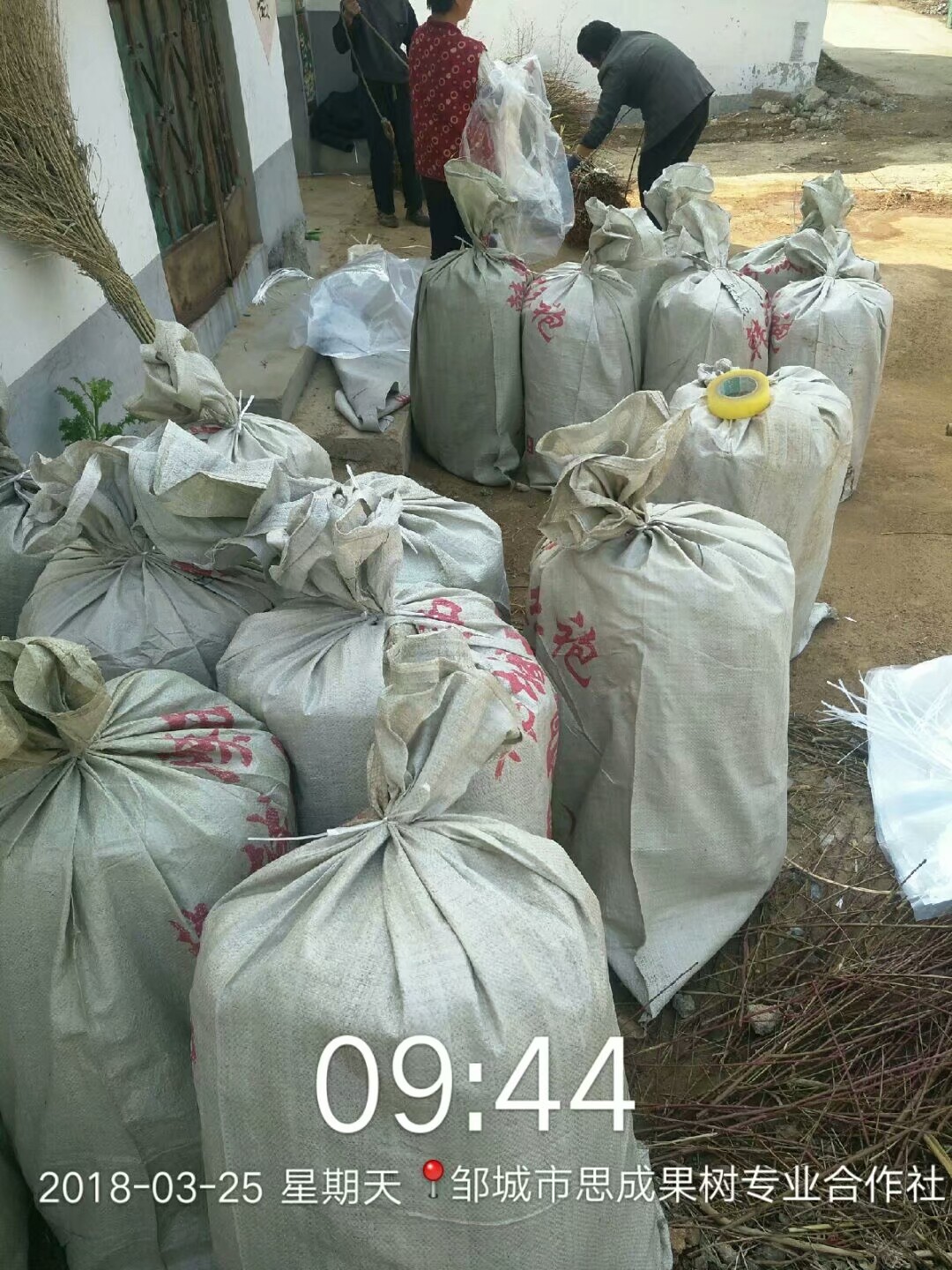 桃樹苗圖片/桃樹苗樣板圖 (3)