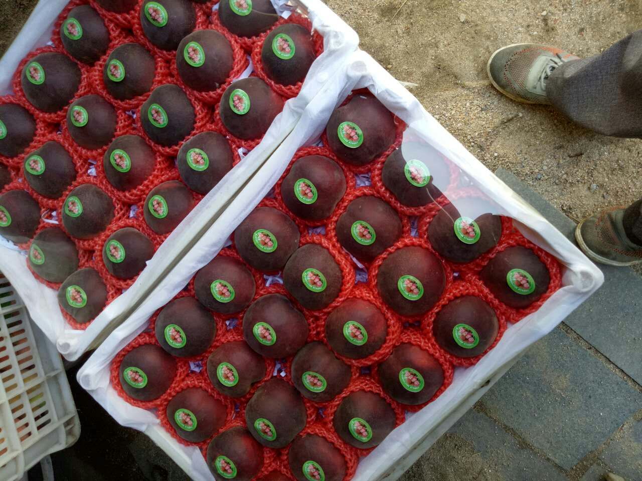 桃樹苗圖片/桃樹苗樣板圖 (3)