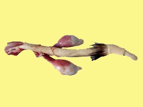 進(jìn)口鹿肉圖片/進(jìn)口鹿肉樣板圖 (1)