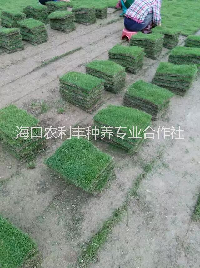 台湾草卷台湾草卷种植基地台湾草卷基地直销台湾草卷批发价格台湾草卷报价台湾草卷哪家好图片