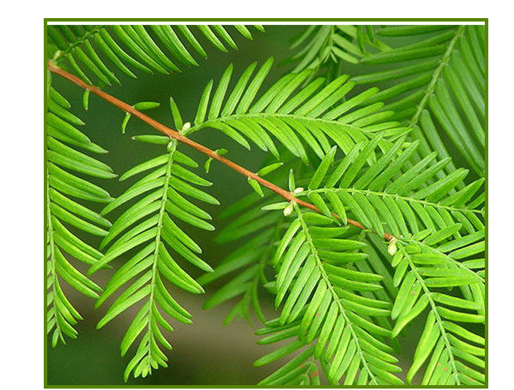 水杉圖片/水杉樣板圖 (3)