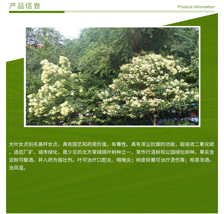 大葉女貞圖片/大葉女貞樣板圖 (2)