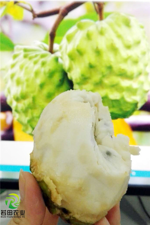 釋迦圖片/釋迦樣板圖 (3)