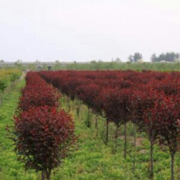 紅葉李圖片/紅葉李樣板圖 (3)