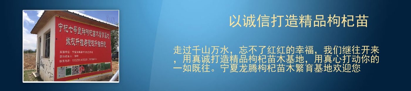 以诚信打造精品枸杞苗