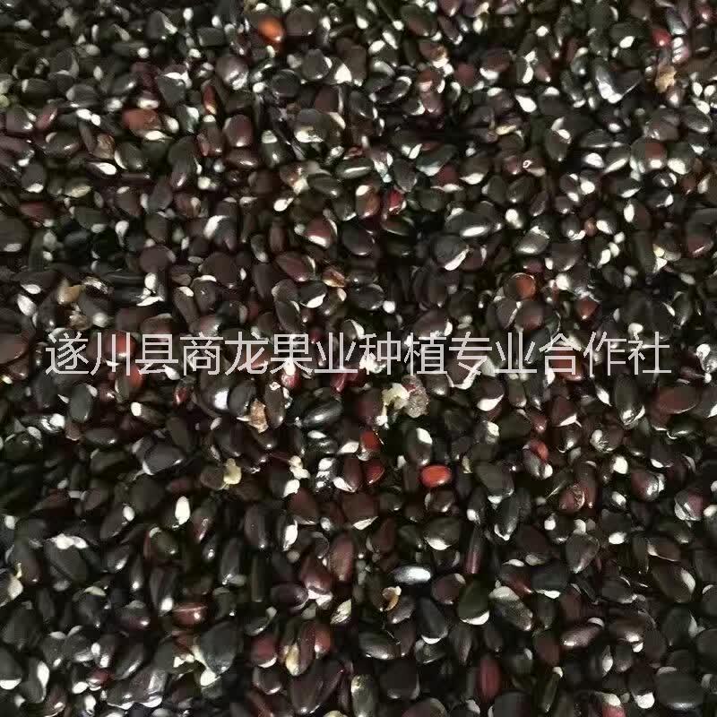 八月瓜圖片/八月瓜樣板圖 (4)