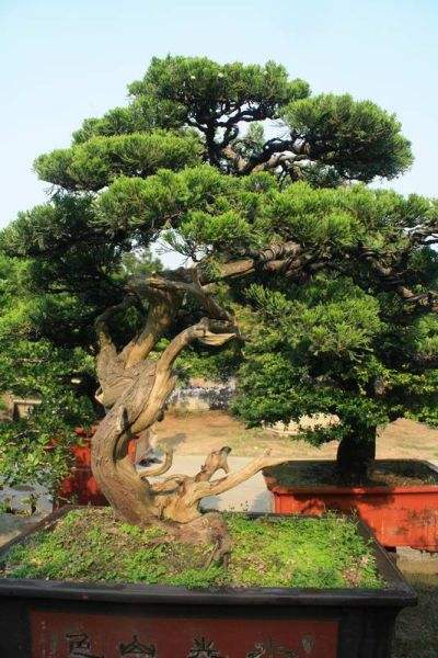 羅漢松圖片/羅漢松樣板圖 (2)