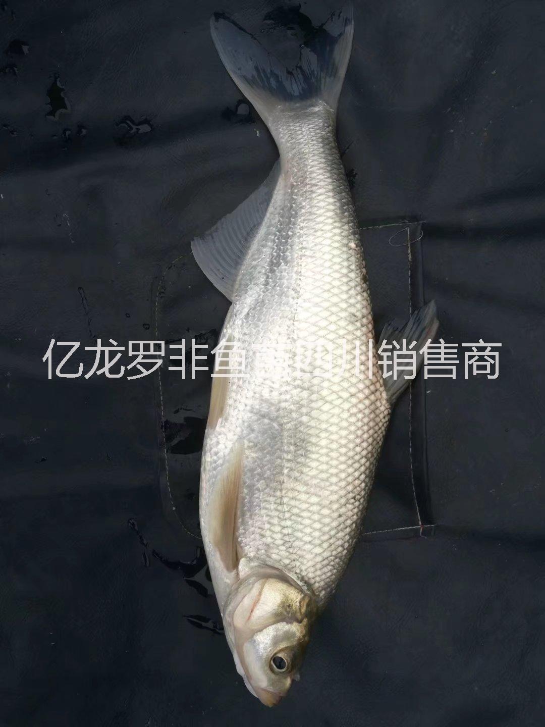 魚苗草魚圖片/魚苗草魚樣板圖 (3)