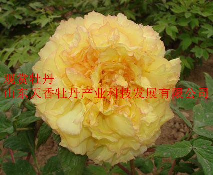 牡丹圖片/牡丹樣板圖 (2)