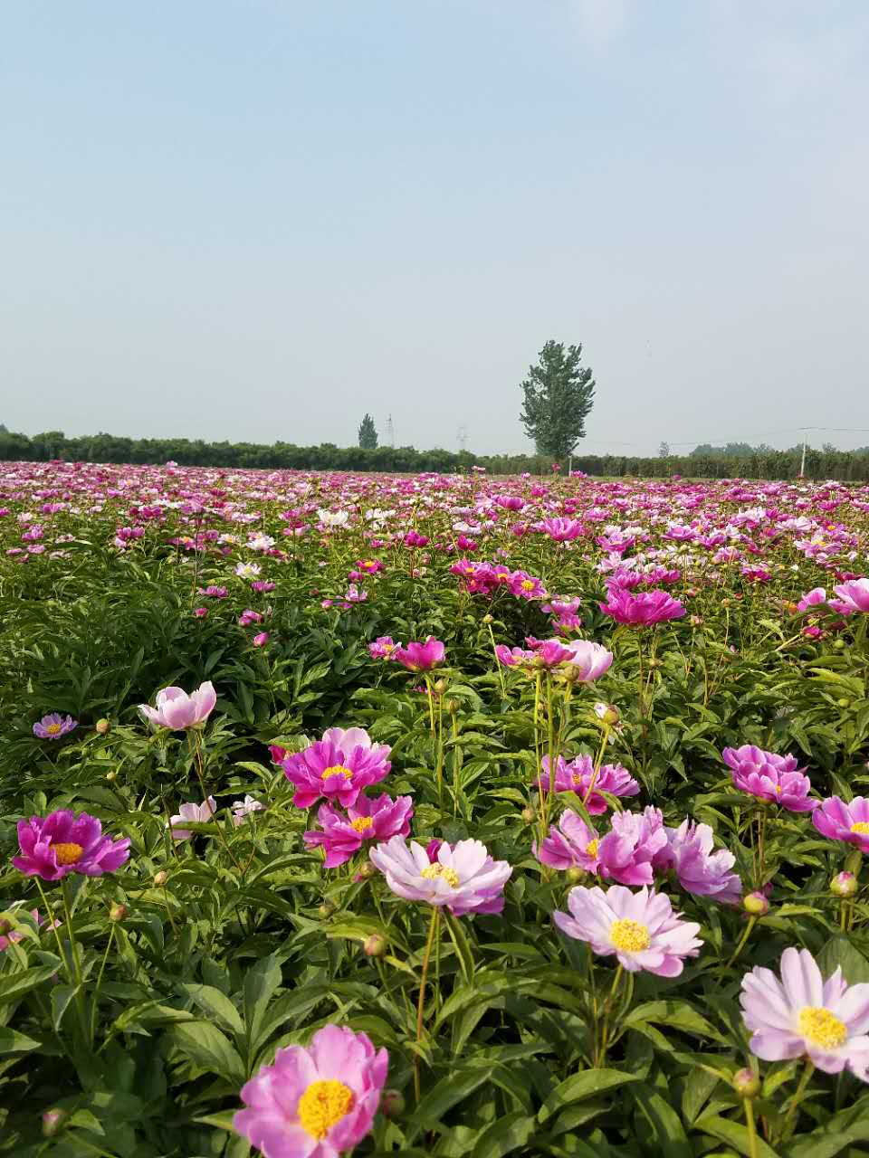 芍药批发价格、观赏芍药种植基地