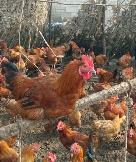 肉雞圖片/肉雞樣板圖 (2)