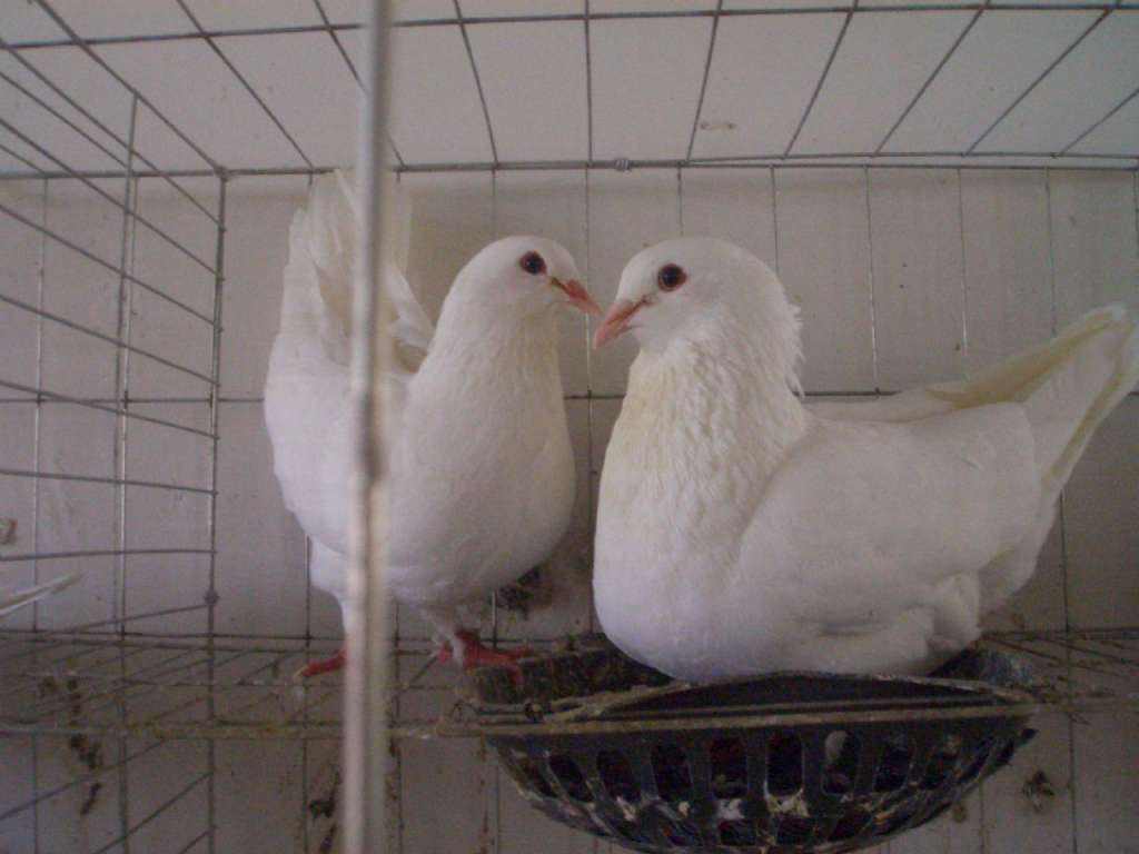 元寶鴿圖片/元寶鴿樣板圖 (4)