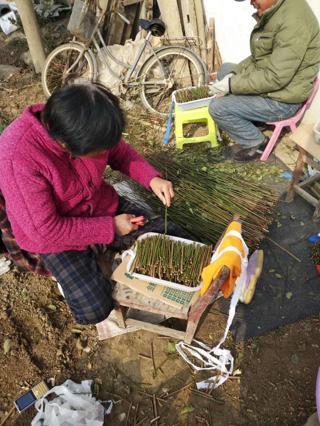 紅梅圖片/紅梅樣板圖 (3)