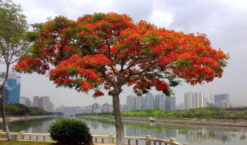 鳳凰木_鳳凰木種植基地_鳳凰木基地直銷_鳳凰木批發(fā)價格_揭陽普寧鳳凰木哪家好價格便宜