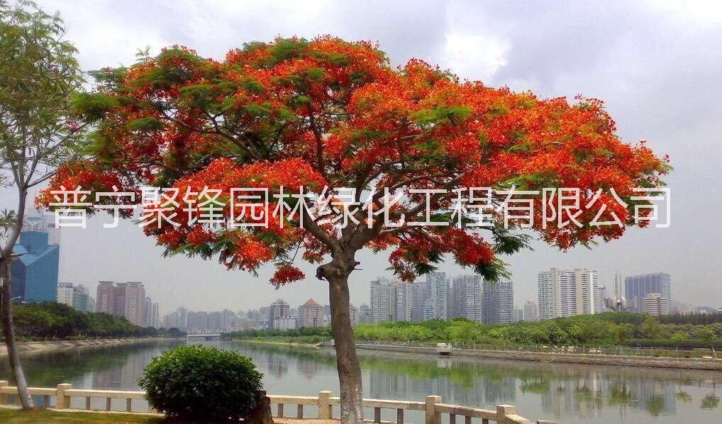 鳳凰木A貨骨架40分圖片
