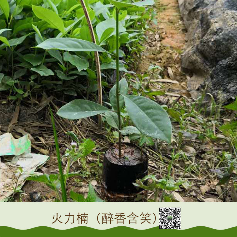 大量供应 醉香含笑苗木 醉香含笑种苗 基地直销 优质树苗 火力楠 醉香含笑 质量优图片