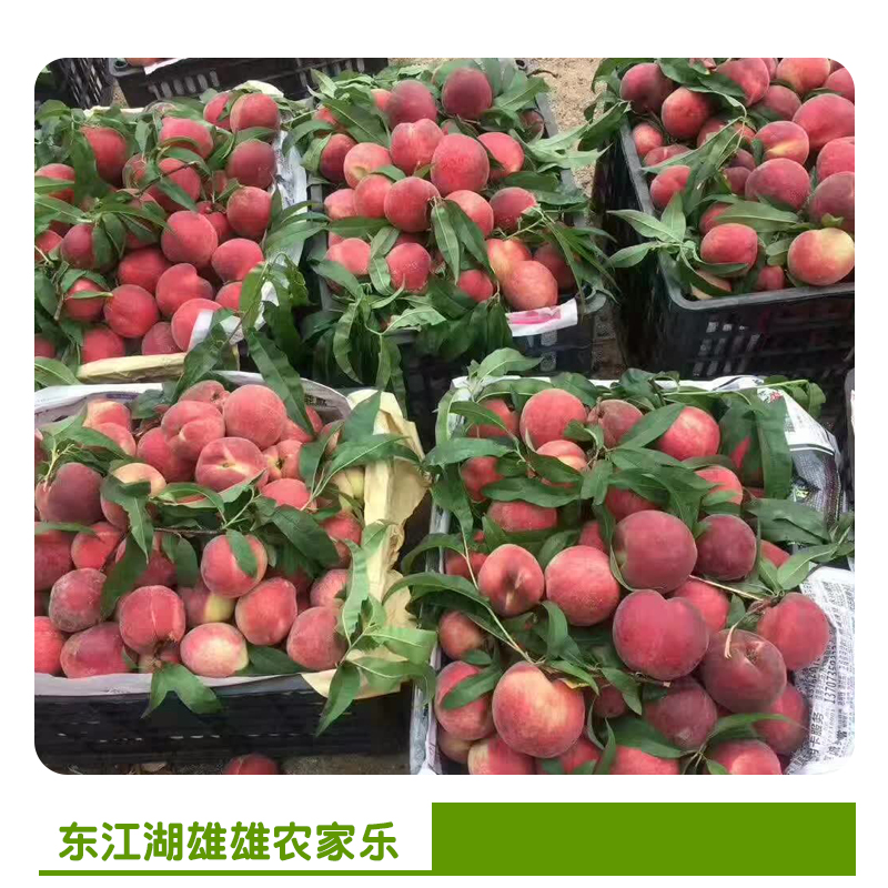 農(nóng)家樂圖片/農(nóng)家樂樣板圖 (4)