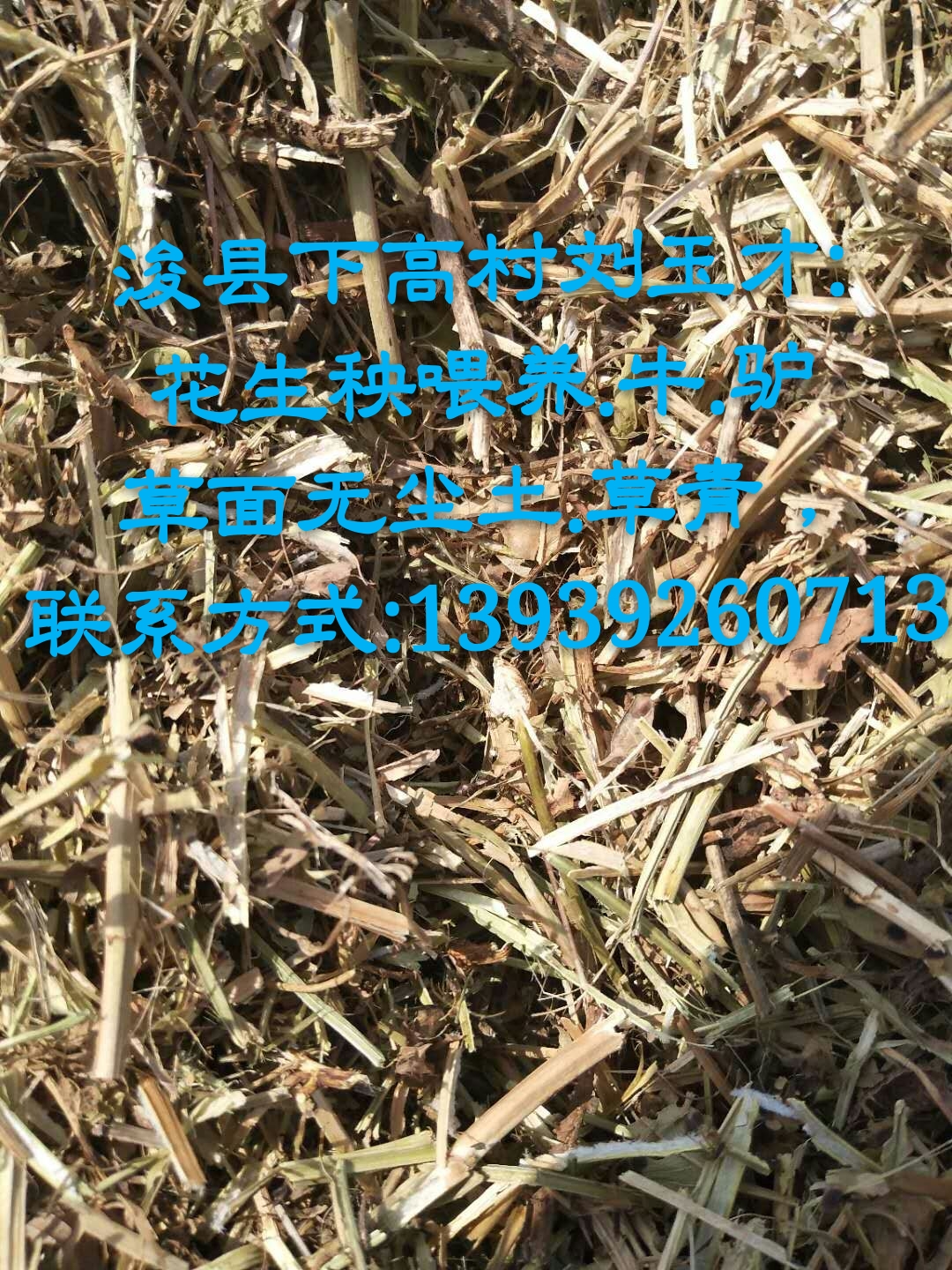 花生秧圖片/花生秧樣板圖 (4)