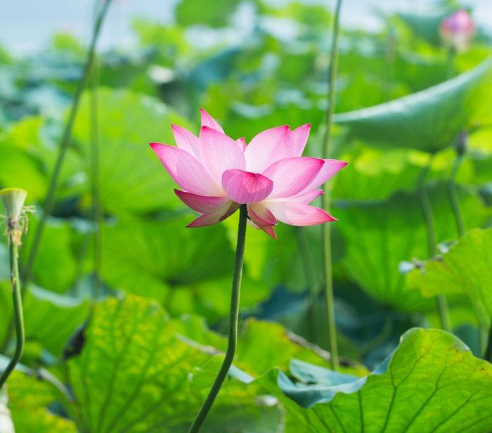 啞光乳膠漆圖片/啞光乳膠漆樣板圖 (4)