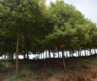 江西香樟批發(fā) 香樟 香樟種植基地
