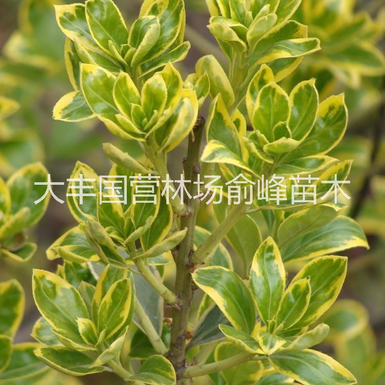 金邊黃楊圖片/金邊黃楊樣板圖 (4)