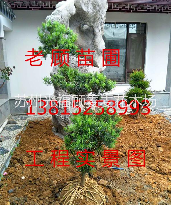 蘇州景觀綠化設(shè)計(jì)、花木苗木苗圃圖片