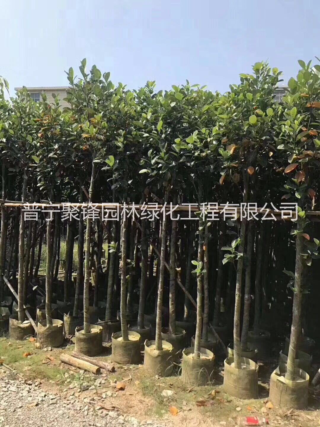 菠蘿蜜_菠蘿蜜基地直銷_菠蘿蜜批發(fā)_菠蘿蜜報價_普寧菠蘿蜜樹苗種植基地哪家好 菠蘿蜜3公分 菠蘿蜜5-6公分