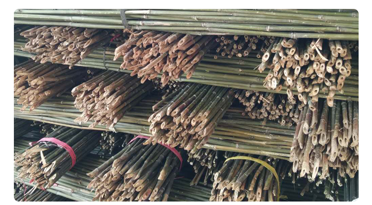 云南菜架竹圖片/云南菜架竹樣板圖 (4)