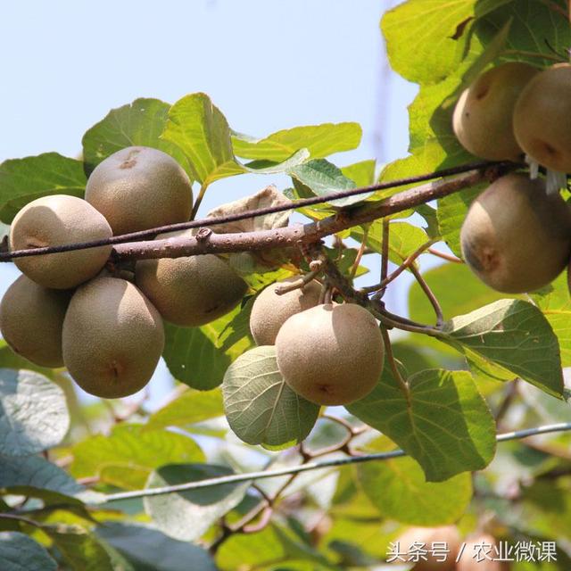 葉面肥圖片/葉面肥樣板圖 (3)