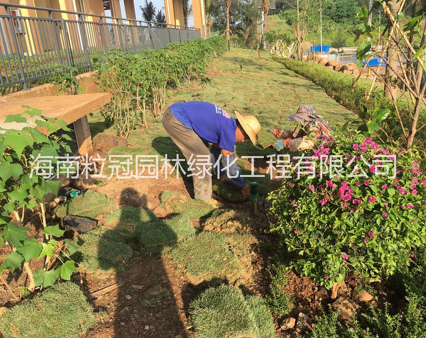 臺灣草圖片/臺灣草樣板圖 (4)