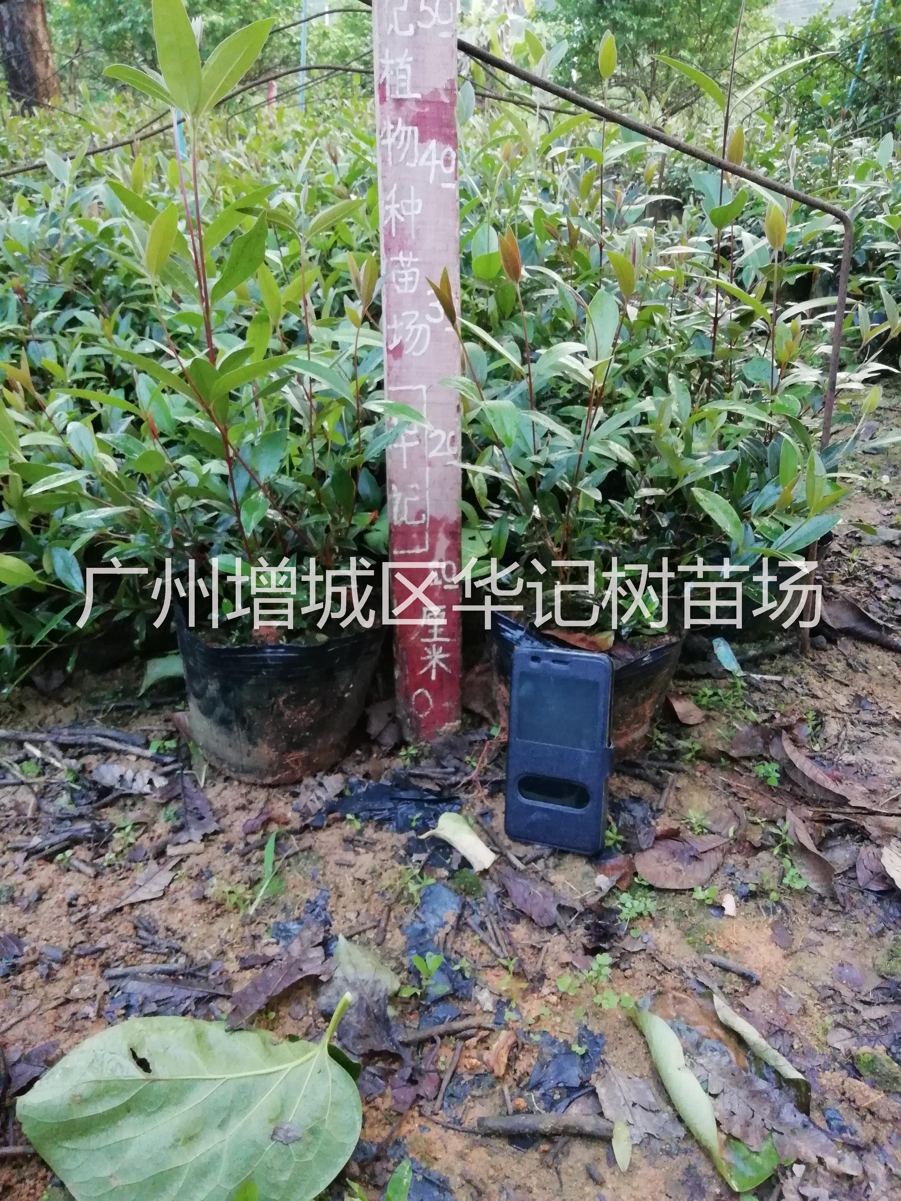 山稔苗，山棯苗，桃金娘苗，崗念苗圖片/山稔苗，山棯苗，桃金娘苗，崗念苗樣板圖 (1)