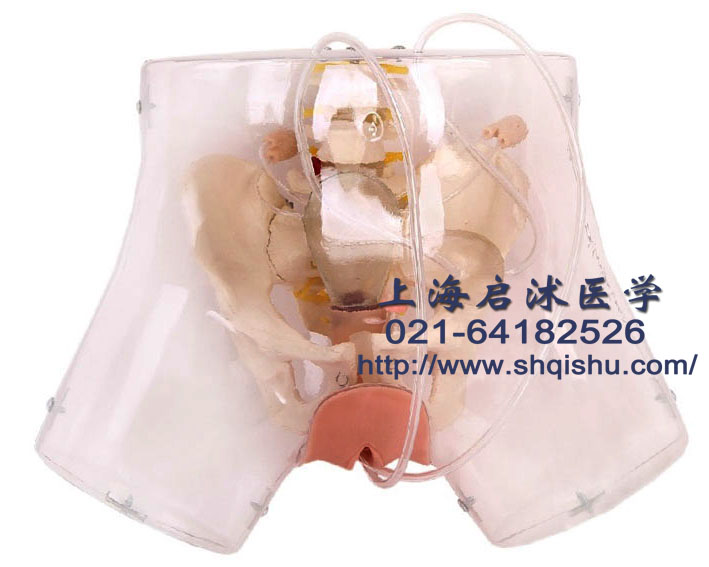 透明刮宮訓練模型,刮宮術培訓模型圖片/透明刮宮訓練模型,刮宮術培訓模型樣板圖 (1)