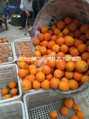 臍橙苗圖片/臍橙苗樣板圖 (2)