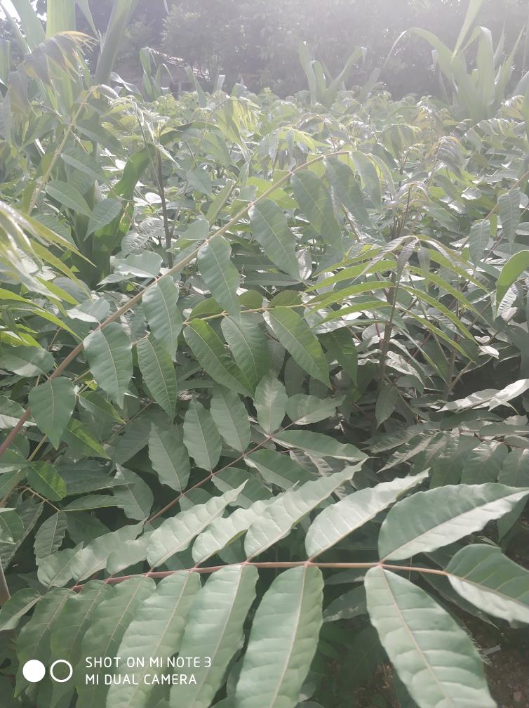 椿樹圖片/椿樹樣板圖 (2)