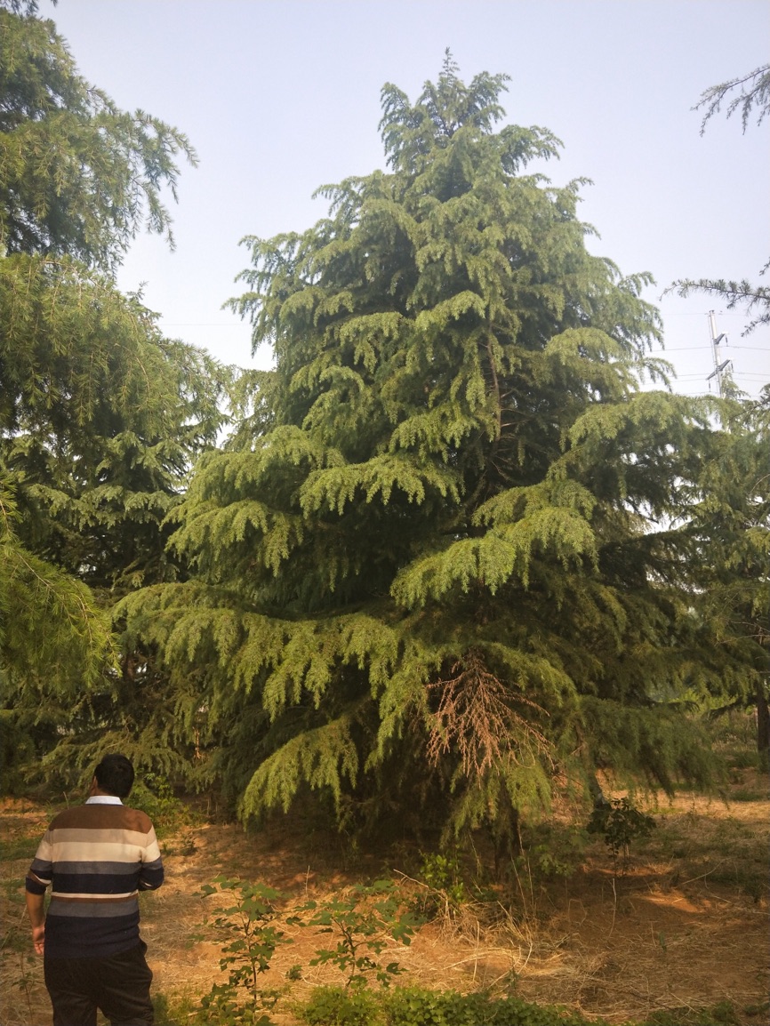 山东泰安雪松种植基地直销价格图片