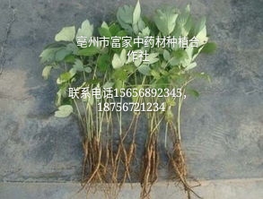 白芍苗圖片/白芍苗樣板圖 (1)