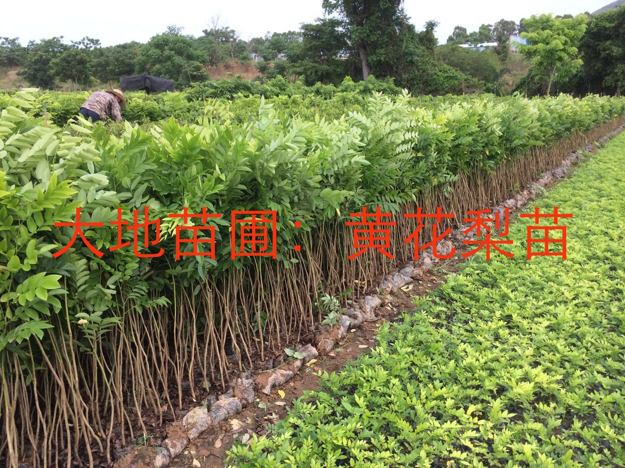 黃花梨圖片/黃花梨樣板圖 (3)