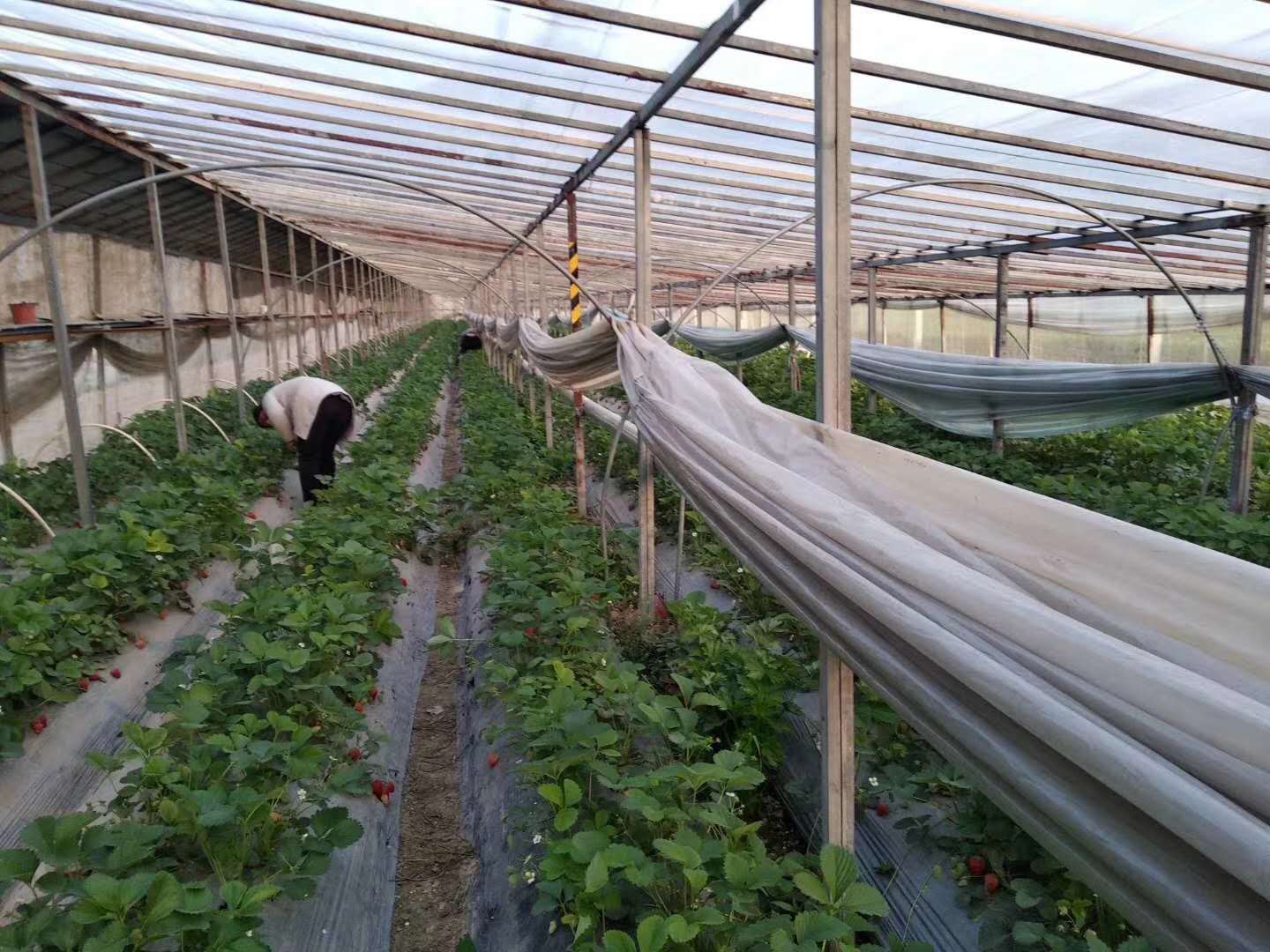 草莓苗圖片/草莓苗樣板圖 (4)