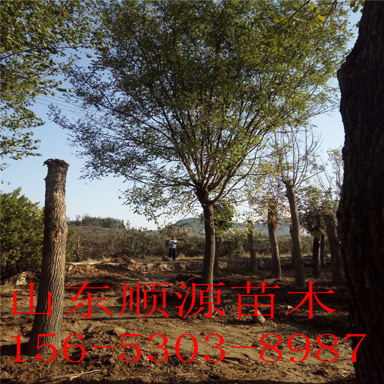 白蠟價(jià)格圖片/白蠟價(jià)格樣板圖 (3)