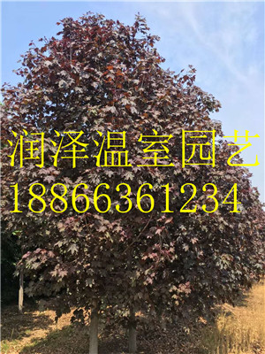 木丁香圖片/木丁香樣板圖 (2)