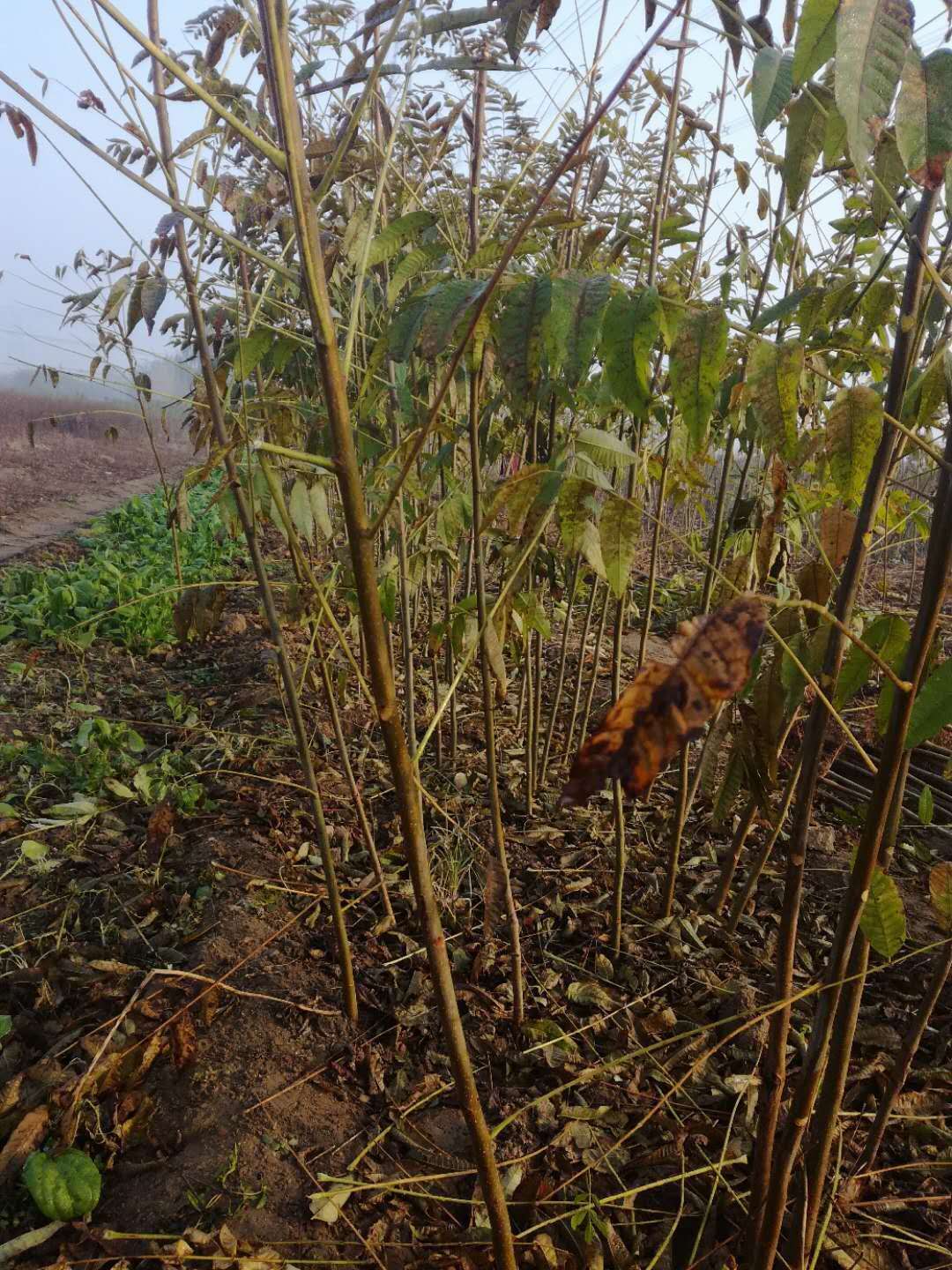 紅香椿怎么栽培圖片/紅香椿怎么栽培樣板圖 (2)