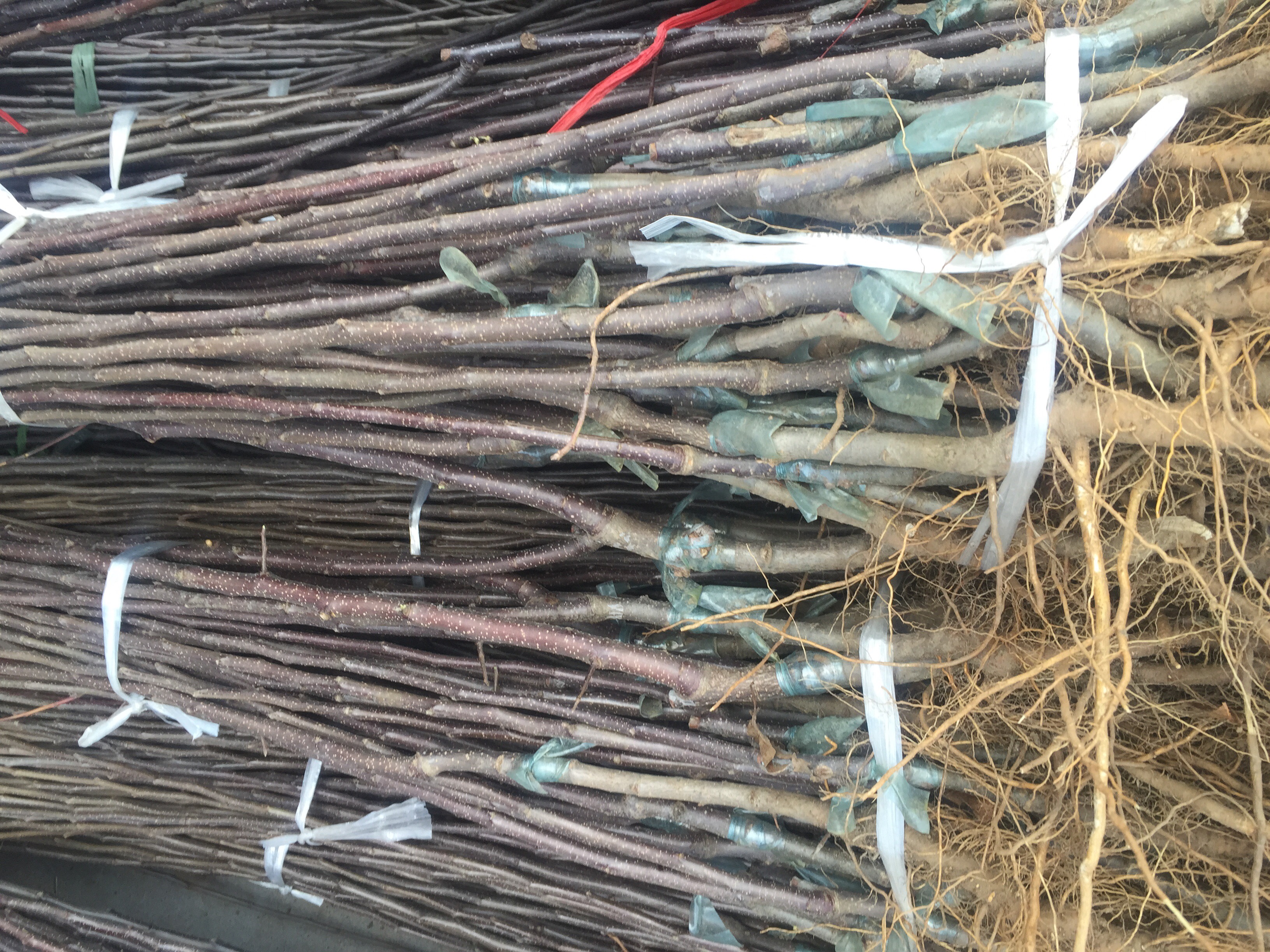 蘋果苗價格圖片/蘋果苗價格樣板圖 (4)