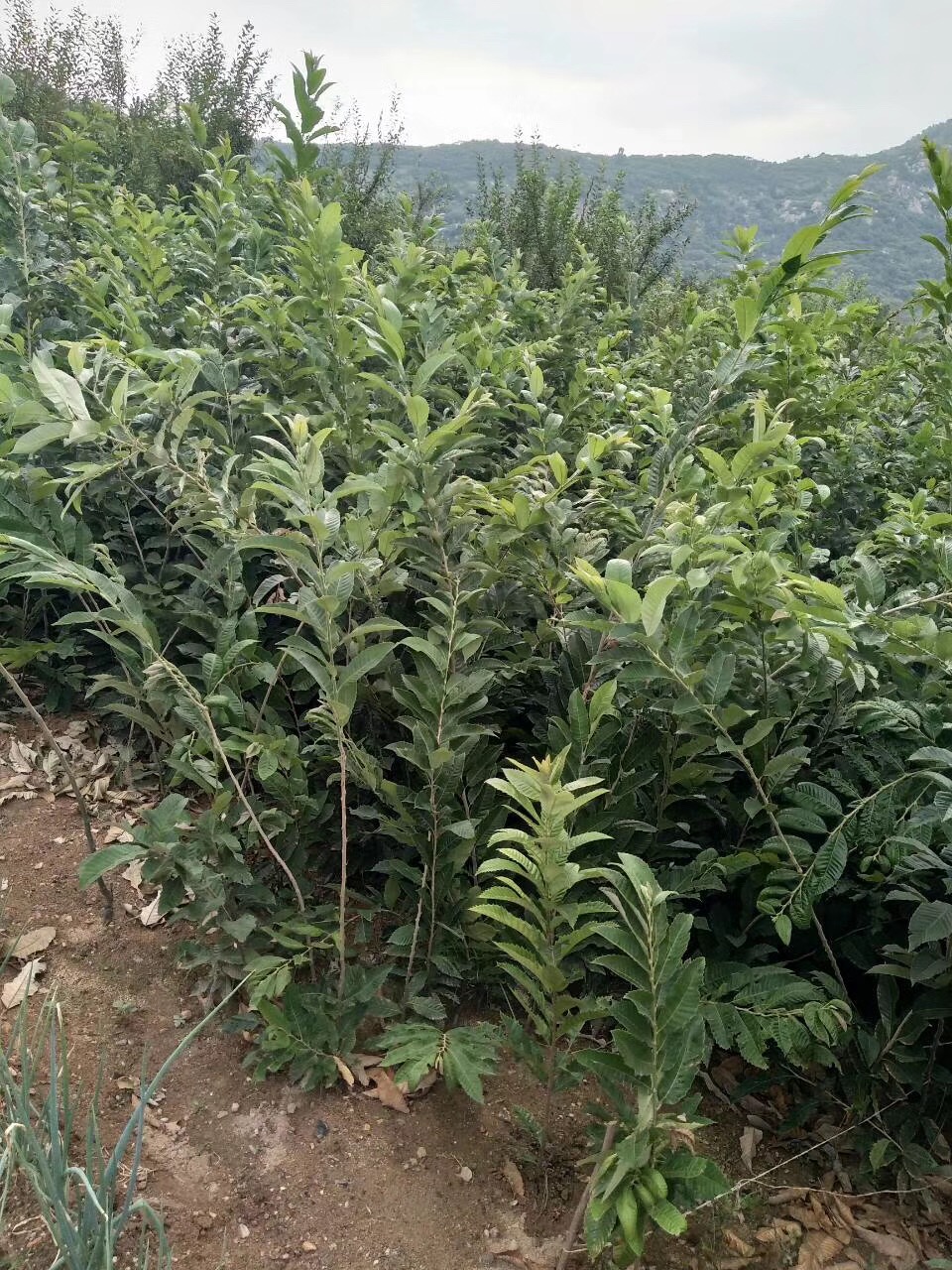 基地供應(yīng)板栗苗，品質(zhì)保證