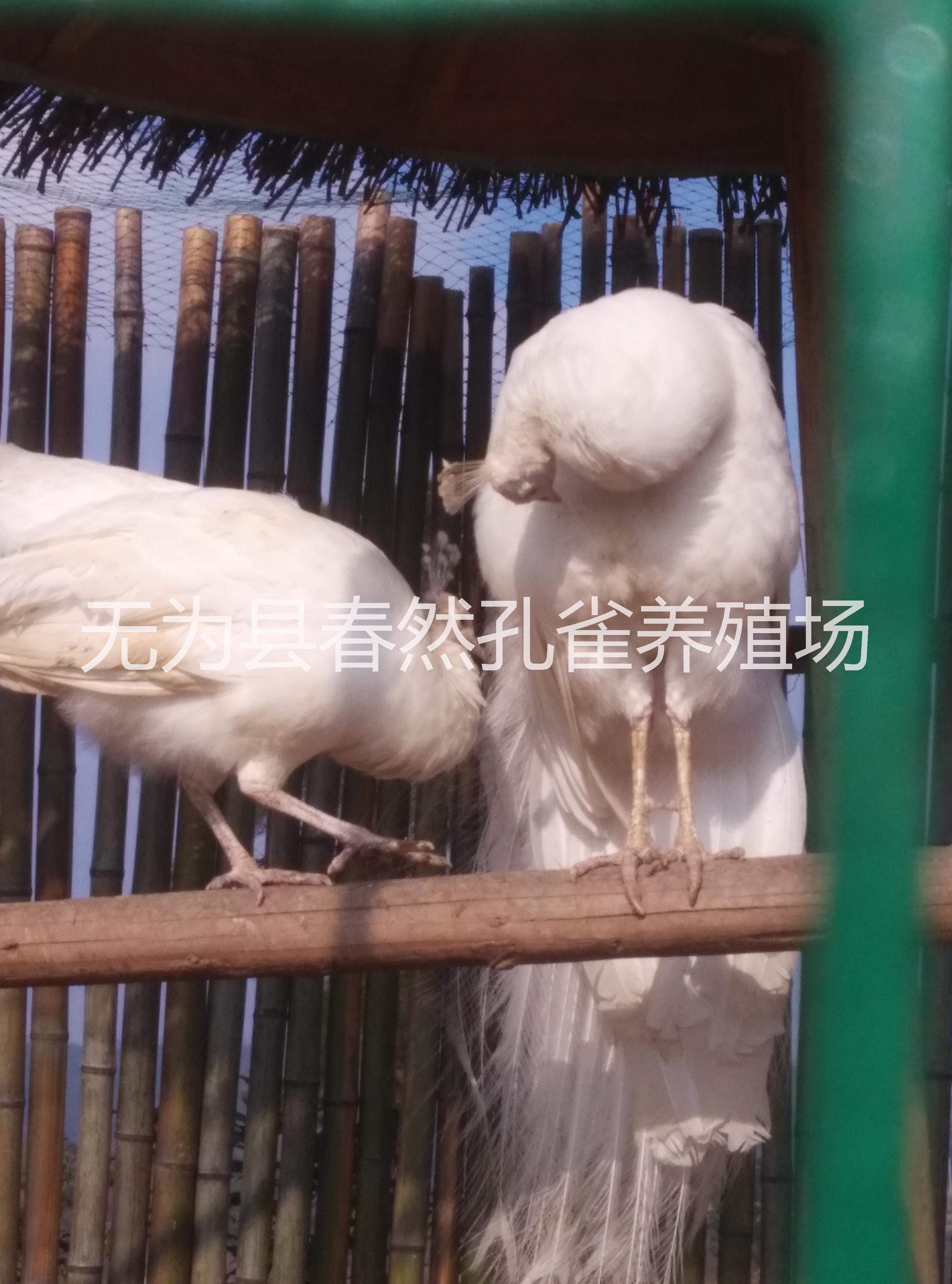 孔雀標本圖片/孔雀標本樣板圖 (2)
