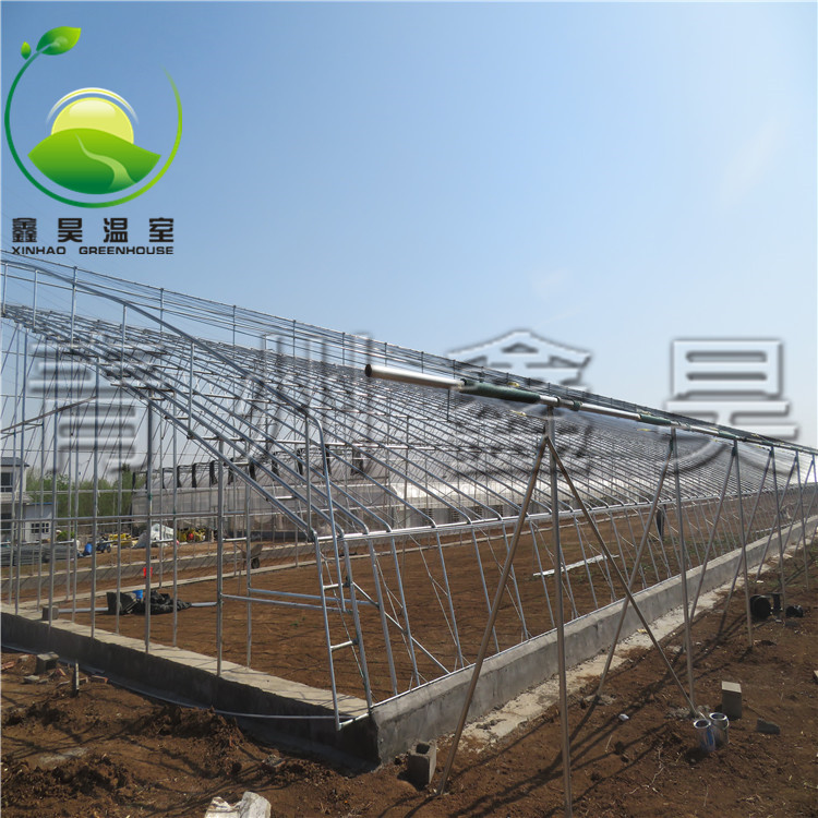 牡丹花卉圖片/牡丹花卉樣板圖 (3)